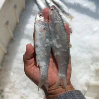 زوری درشت صید روز کیفیت درجه یک