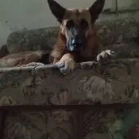 فروش ژرمن|سگ|ری, حمزه‌آباد|دیوار