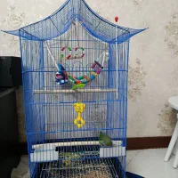 طوطی برزیلی