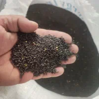 کلزا درجه یک مقدار 300کیلو فی 150ت|خوردنی و آشامیدنی|کلاله, |دیوار