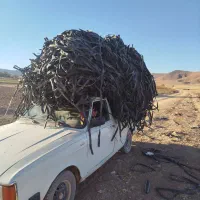 خریدارنوارتیپ حسینی