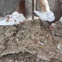 کبوتر  کفترسینه ای سینه سرخ و سینه قهوه ای