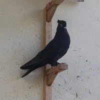 ۴کبوتر ماده