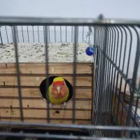 دو تا طوطی برزیلی