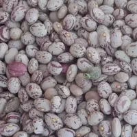 فروش لوبیا چیتی بار نو|خوردنی و آشامیدنی|بافق, |دیوار