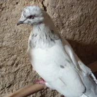 کبوتر|پرنده|ساروق, |دیوار