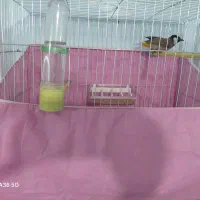 پرنده سالم نر است