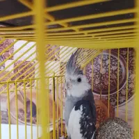 عروس هلندی نر مولد|پرنده|محمدشهر, محمدشهر|دیوار