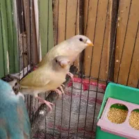 فنچ گلدین|پرنده|کرج, حیدرآباد|دیوار