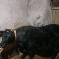 تلیسه گاو سالم دوساله