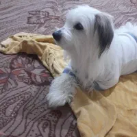 فروشی|سگ|دماوند, گیلاوند|دیوار