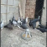 کفتر جوان