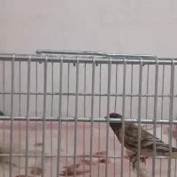 گلبسر|پرنده|ری, شهرری|دیوار