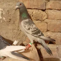 کبوتر|پرنده|خاش, |دیوار