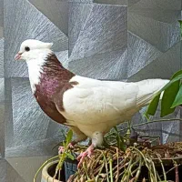 کبوتر طوقی نر