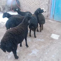 ۱۳ارس برقوچ قره قزل