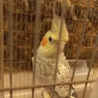 عروس هلندی ماده همراه باقفس