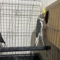 عروس هلندی با جوجه|پرنده|قم, بنیاد|دیوار