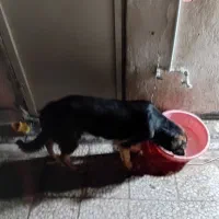 سگ نگهبان