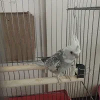 عروس هلندی نر|پرنده|پاکدشت, پاکدشت (مامازند)|دیوار