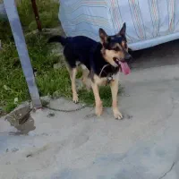 سگ مخصوص نگهبانی