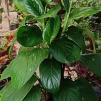 گل اپارتمانی