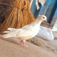 کبوتر طوقی