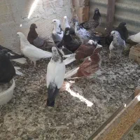 جوجه کفتر