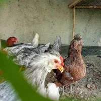 مرغ وخروس گلین اصل،چهل تاج،طوسی،ریش و کاکل فول|حیوانات مزرعه|طرقبه, |دیوار