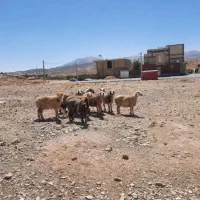 میش داشتی|حیوانات مزرعه|شیراز, احمدآباد|دیوار