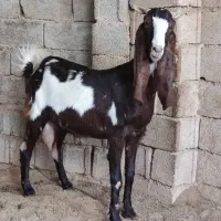 بز،آبستن،دو قلو با دو کهره ماده،تیشتر