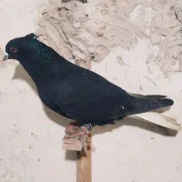 پاکستانی دم سفید|پرنده|مشهد, ویلاشهر|دیوار