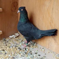 سیاه بوشهری چغادک