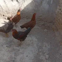جوجه|حیوانات مزرعه|شیروان (خراسان), |دیوار