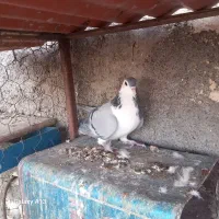 کبوتر بدرنگ پاک|پرنده|مبارکه, |دیوار