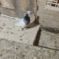 6تا رنگه