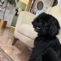 واگذاری  شیتزو نر ۷ماهه