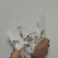 کفتر|پرنده|زارچ, |دیوار