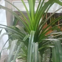 گل زیبا پاندانوس|گل و گیاه طبیعی|نیشابور, شریعتی|دیوار