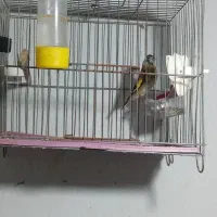 سهره ماده رسمی درجه یک