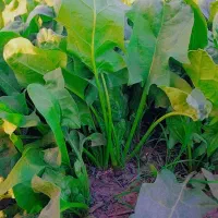 اسفناج تازه موجود هست