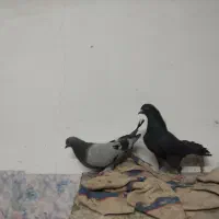 نر و ماده اصفهانی|پرنده|برخوار, |دیوار