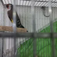 سهره های چهارگل آس.متولد قفس|پرنده|مشهد, جاهد شهر|دیوار