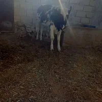 گاو آمریکایی فروشی