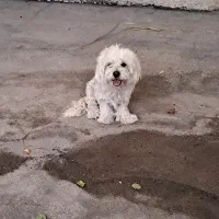 سگ پاکوتاه