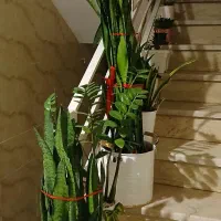 گلدان سنسوریا  زامفولیا