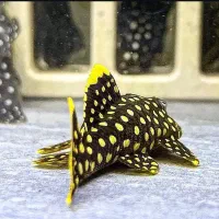 ماهی وآکواریوم(مستر دیسکس)|ماهی|تهران, باغ خزانه|دیوار