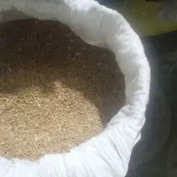 گندم دیم فروشی