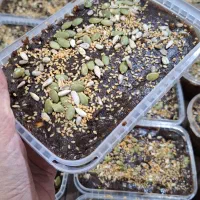 حلوا خرمایی مغزدار