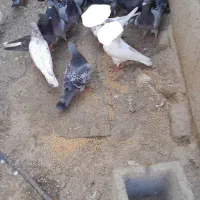 کفتر مسافتی  12جفت میشن. جفت ۳۰۰. توضیحات بخون|پرنده|میناب, |دیوار